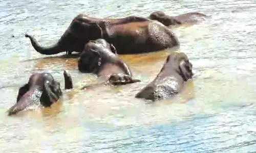 சோலையார் அணையில் குட்டிகளுடன் ஆனந்தமாக குளித்து மகிழ்ந்த யானைகள்