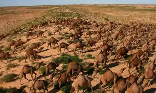 ஒட்டக வேட்டை