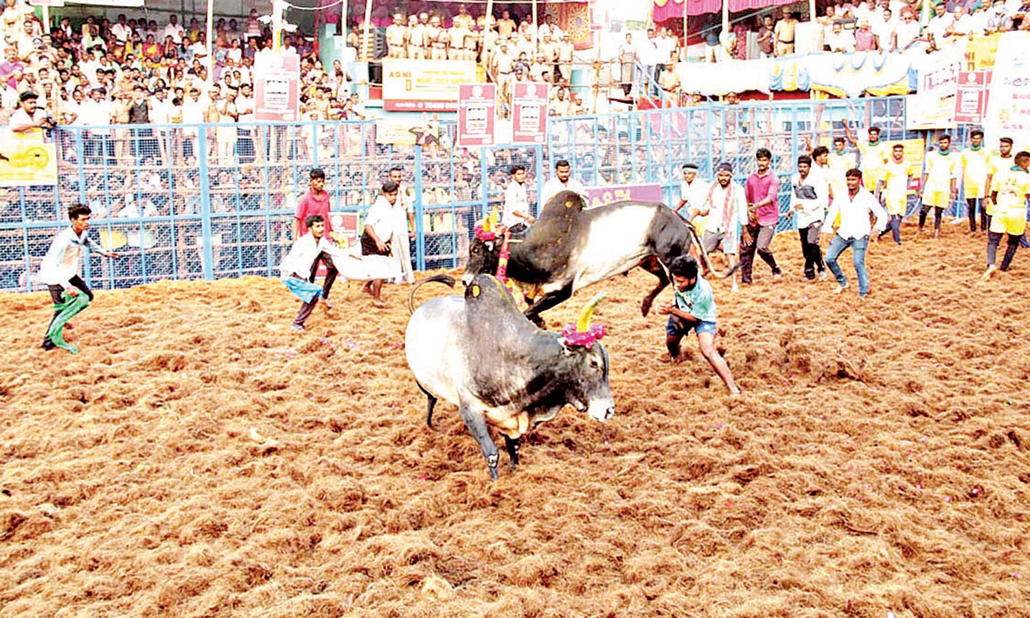 சீறிப்பாய்ந்த ஜல்லிக்கட்டு காளைகள்- வீரர்கள் போட்டி போட்டு அடக்கினர்