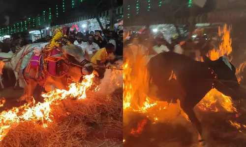 பொங்கல் விழா: வைக்கோல் தீயில் பாய்ந்து ஓடிய 100-க்கும் மேற்பட்ட மாடுகள்