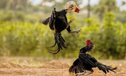 ஆந்திராவில் சங்கராந்தி பண்டிகையையொட்டி களை கட்டிய சேவல் சண்டை