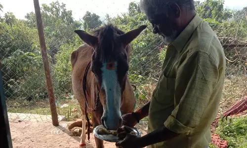 கிராம மக்கள் உற்சாகமாக கொண்டாடிய குதிரை பொங்கல் விழா