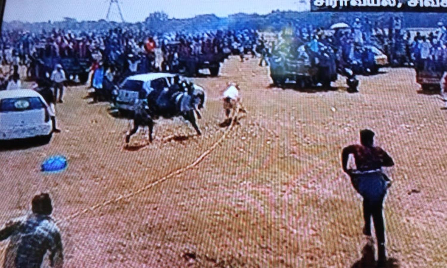 சிராவயலில் மஞ்சு விரட்டில் காளை முட்டி 2 பேர் பலி