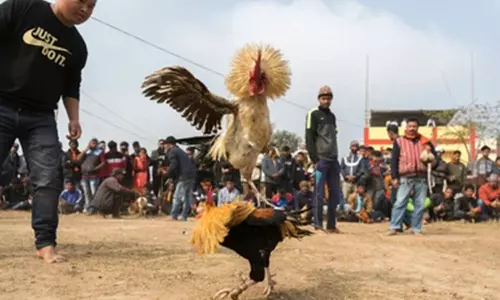 சேவல் சண்டையால் ஏ.டி.எம்.களில் பணம் தட்டுப்பாடு