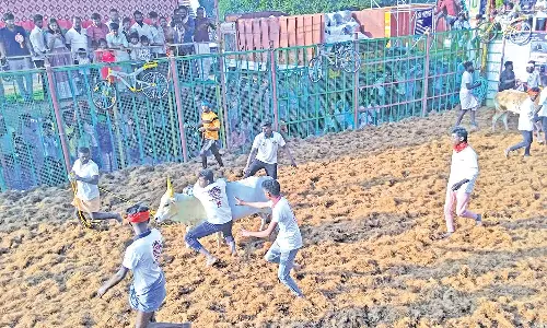 வன்னியன் விடுதியில் ஜல்லிக்கட்டு கோலாகலம்: 800 காளைகள், 300 வீரர்கள் பங்கேற்பு