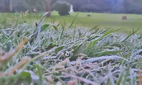 உறைபனியின் தாக்கம் அதிகரிப்பு: ஊட்டியில் 2.8 டிகிரி செல்சியஸ் வெப்பநிலை பதிவு