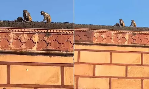 சுற்றுலா பயணியின் ஐபோனை பறித்த குரங்கு