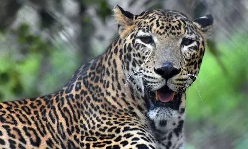 7 ஆடுகளை கொன்று அட்டகாசம்: சிறுத்தையை கூண்டு வைத்து பிடிக்க வனத்துறையினர் முடிவு