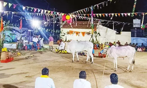 உடுமலை அருகே சலங்கை மாடுகளுக்கு பூஜை செய்து  கிராம மக்கள் வழிபாடு