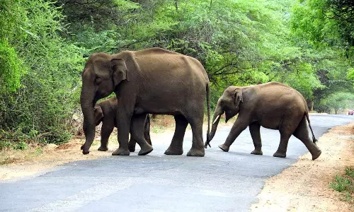 பவானிசாகர் பூங்கா தடுப்பு கேட்டை இடித்து சேதப்படுத்திய காட்டு யானைகள்