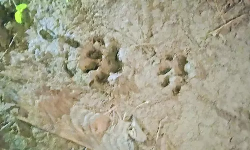 ஊருக்குள் புகுந்த சிறுத்தையால் கிராம மக்கள் பீதி