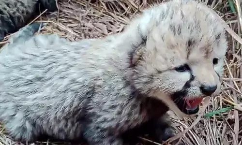 மத்தியபிரதேசத்தில் தேசிய பூங்காவில் 3 குட்டிகளை ஈன்ற நமீபிய சிறுத்தை