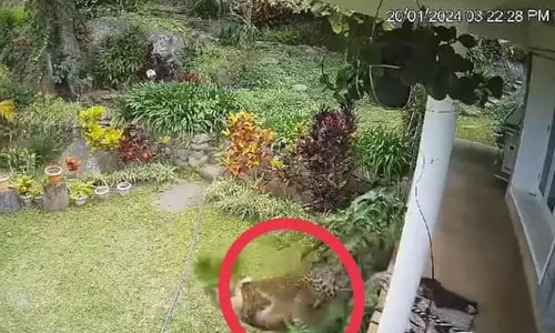 வளர்ப்பு நாயை கவ்விச்சென்ற சிறுத்தை- பொதுமக்கள் பீதி