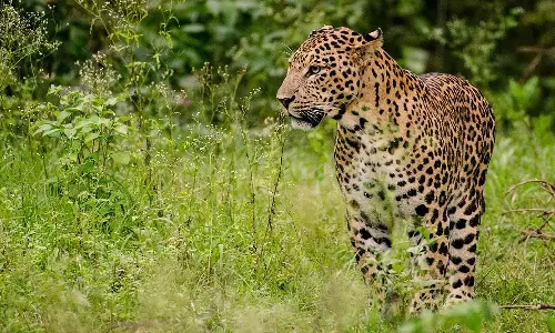 குனியமுத்தூர் பகுதியில் சிறுத்தை நடமாட்டம்
