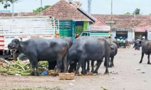 கோயம்பேடு மார்க்கெட் பகுதியில் சுற்றும் மாடுகளை பிடித்து ஏலம் விட நடவடிக்கை- அங்காடி நிர்வாகம் அதிரடி