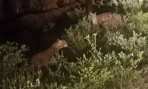 சாலையோரம் நடமாடிய 2 சிறுத்தைகளால் மக்கள் பீதி