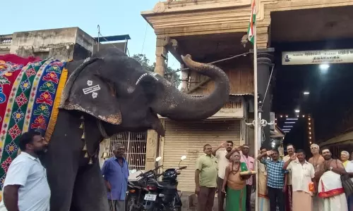 நெல்லையப்பர் கோவிலில் தேசியக்கொடிக்கு மரியாதை செலுத்திய காந்திமதி யானை