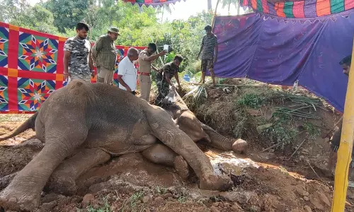 உடல் நலம் பாதிக்கப்பட்ட பெண் யானைக்கு தீவிர சிகிச்சை