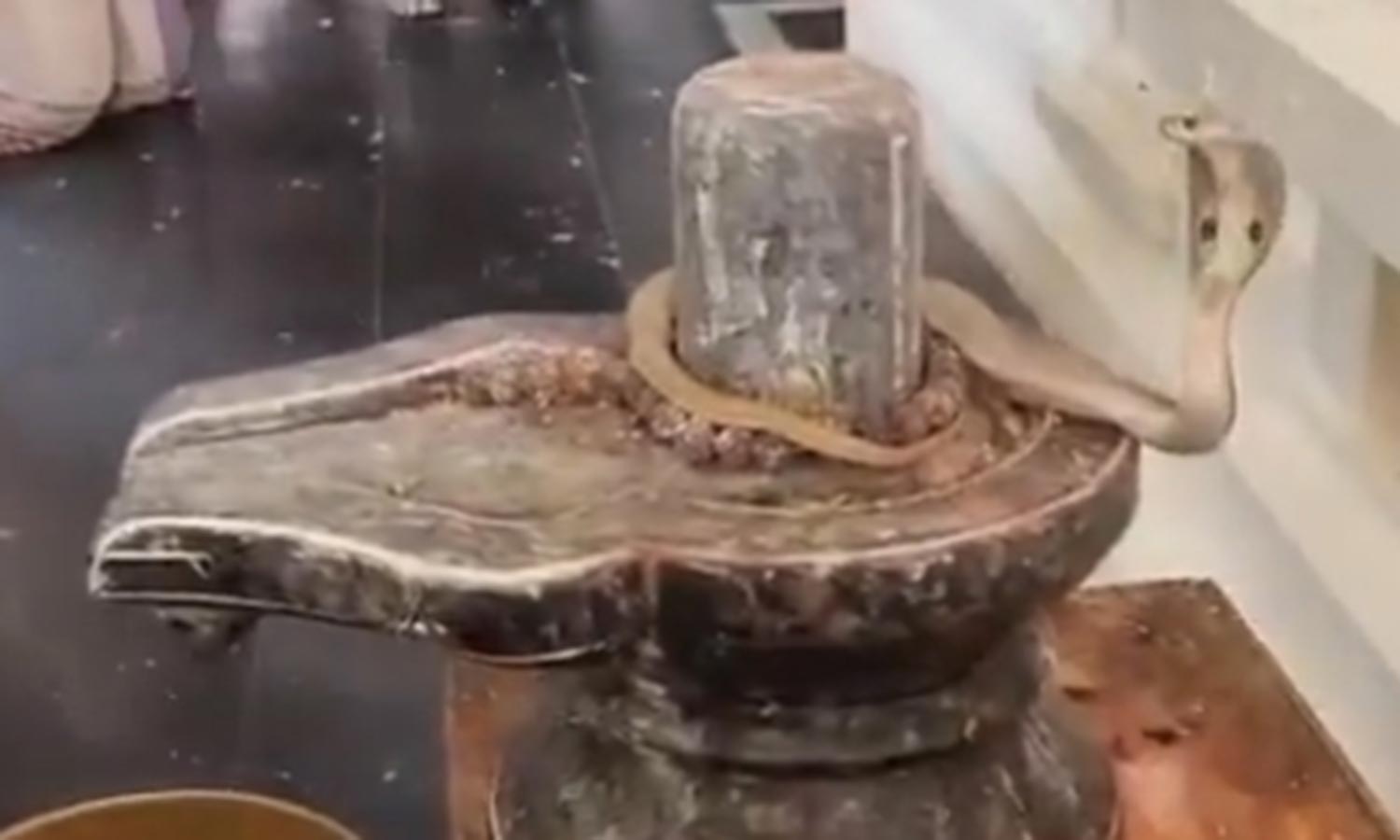 சிவலிங்கத்தை சுற்றியபடி படமெடுத்து ஆடிய பாம்பு