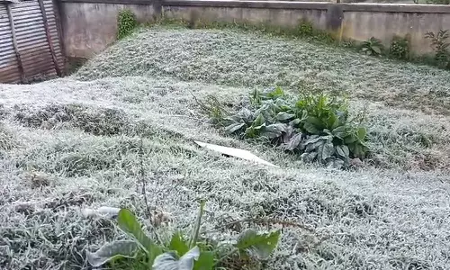 ஊட்டியில் 1.3 செல்சியஸ் வெப்பநிலை: கொட்டும் உறைபனியில் வெண்மையாக மாறிய பச்சை புல்வெளிகள்