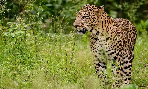 ஊருக்குள் புகுந்த சிறுத்தை: பொதுமக்கள் அச்சம்