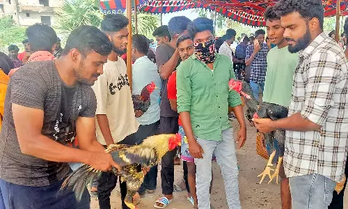 சேவல் சண்டை போட்டி விறுவிறுப்பு: 1200 சேவல்கள் நேருக்கு நேர் மோதின