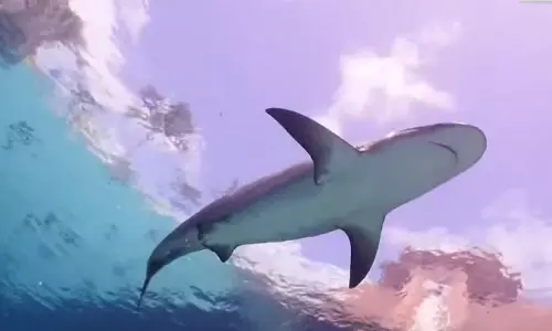 பொழுதுபோக்கு நிகழ்ச்சியில் சிறுவனை கடித்த சுறா