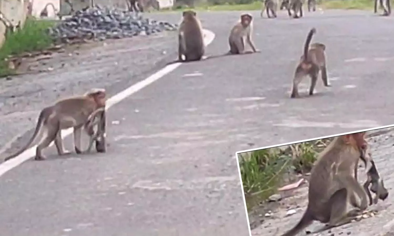 இறந்த குட்டியை வாயில் கவ்வி கொண்டு சுற்றி திரியும் குரங்கு இறந்த குட்டியை வாயில் கவ்வி கொண்டு சுற்றி திரியும் குரங்கு