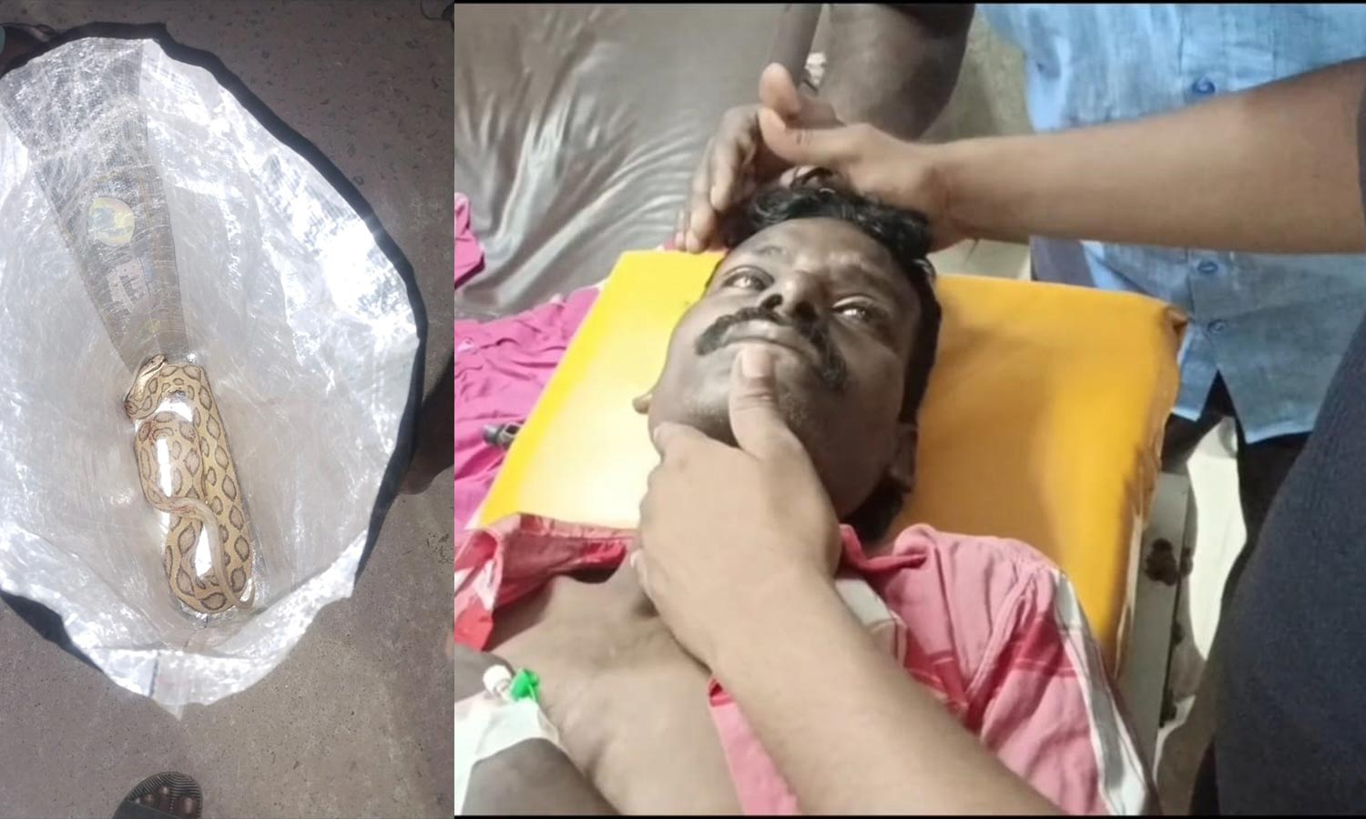 அரசு ஆஸ்பத்திரிக்கு கடித்த பாம்புடன் வந்த தொழிலாளி