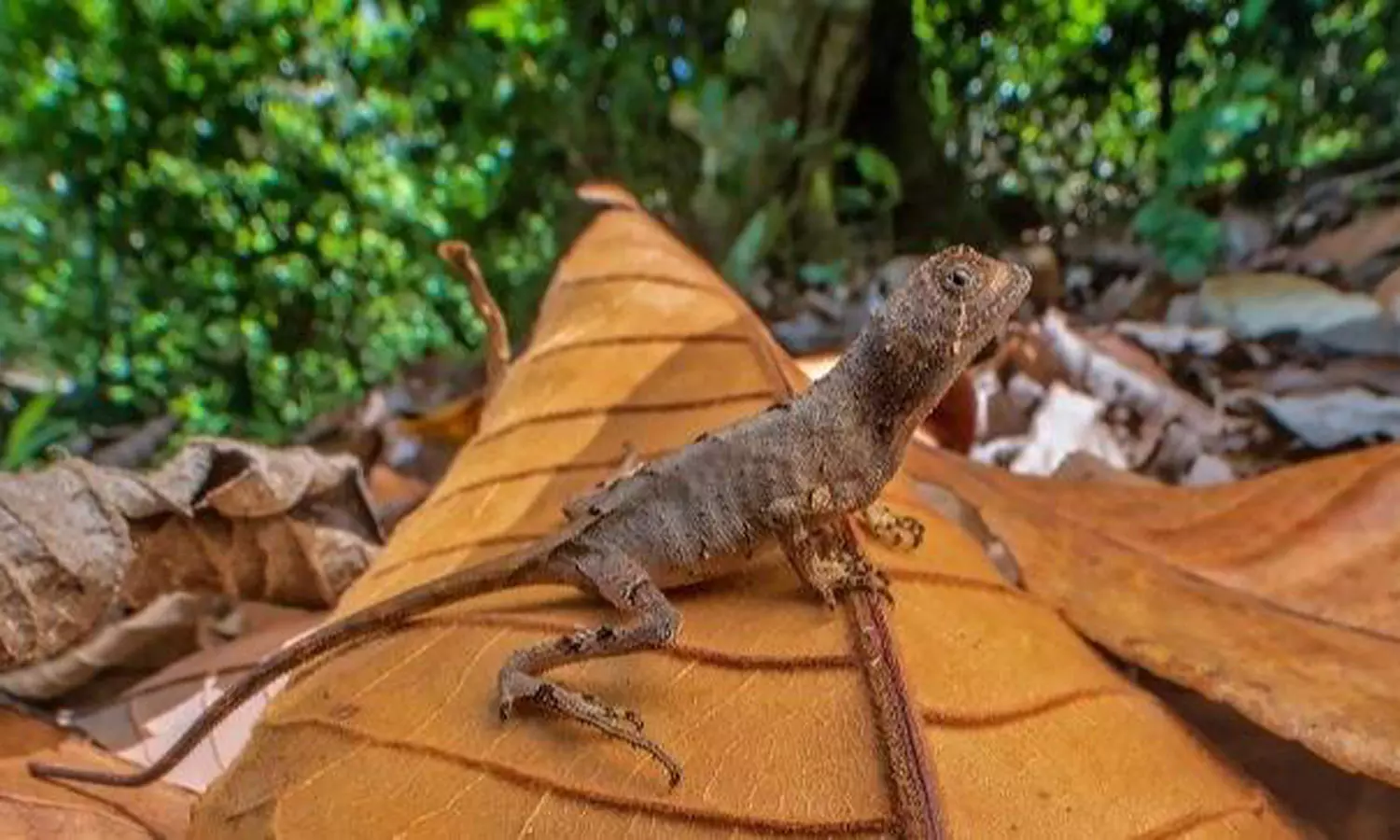 இடுக்கியில் புதிய வகை கங்காரு பச்சோந்தி கண்டுபிடிப்பு