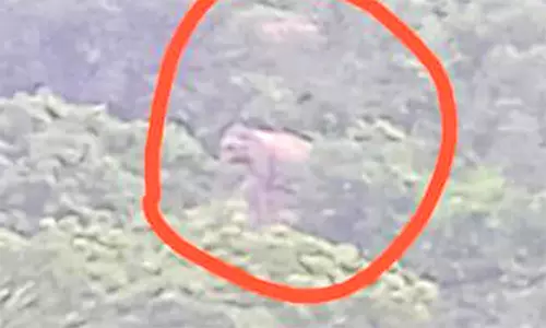 விளைநிலங்களில் புகுந்து அட்டகாசம் செய்த யானை