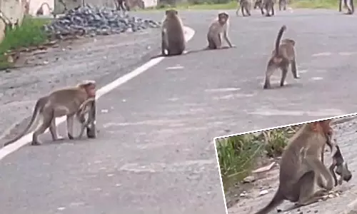 இறந்த குட்டியை வாயில் கவ்வி கொண்டு சுற்றி திரியும் குரங்கு