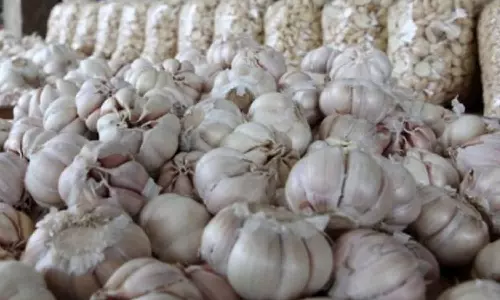 2 மாதங்களுக்கு மேலாக 350 ரூபாயாக நீடிக்கும் பூண்டு விலை- பொதுமக்கள் அதிர்ச்சி