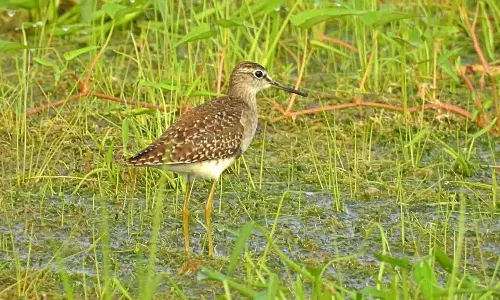 நீர்நிலைகளில் வசிக்கும் 16 ஆயிரம் பறவைகள்- 2 நாள் கணக்கெடுப்பில் தகவல்