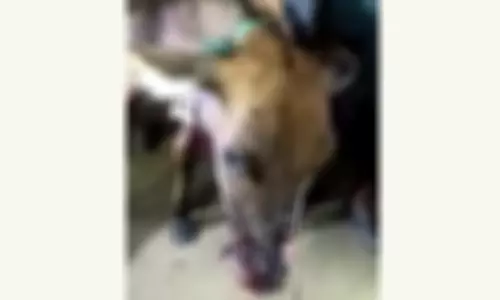 பாபநாசம் அருகே நள்ளிரவில் கன்றுக்குட்டியை கடித்துச்சென்ற சிறுத்தை