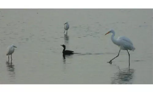 வனத்துறை சார்பில் 8 வனச்சரகங்களில் ஈர நிலப் பறவைகள் கணக்கெடுப்பு