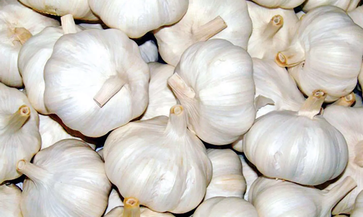 உச்சத்தை தொட்ட பூண்டு விலை... இல்லத்தரசிகள் அதிர்ச்சி | garlic prices rise  in chennai