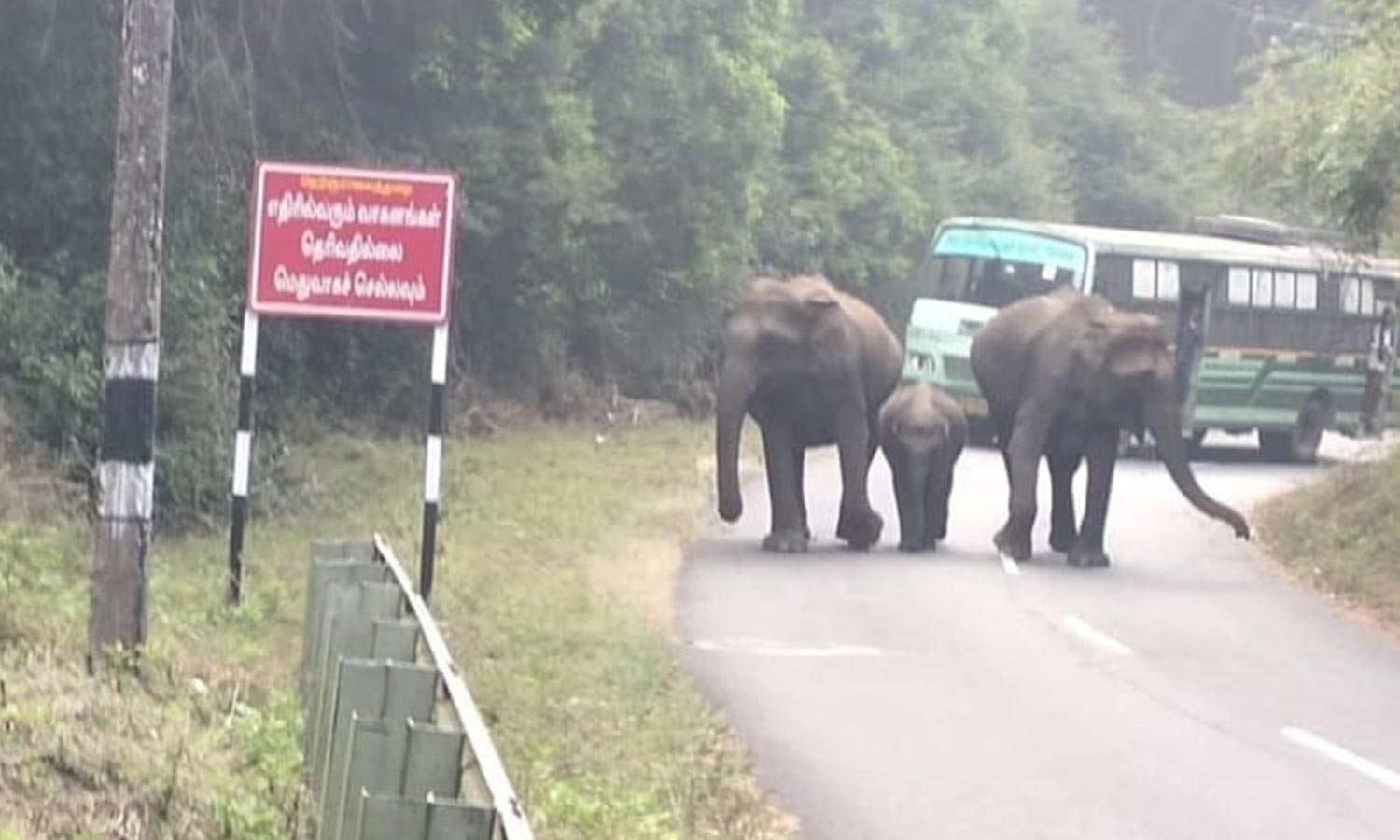அரசு பஸ்சை வழிமறித்த காட்டு யானை கூட்டத்தால் பரபரப்பு