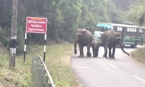 அரசு பஸ்சை வழிமறித்த காட்டு யானை கூட்டத்தால் பரபரப்பு