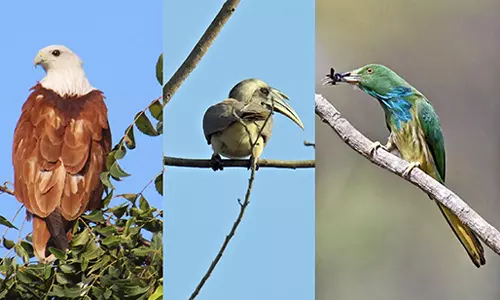 ஓசூர் வனக்கோட்டத்தில் 2 நாட்கள் நடைபெற்ற பறவைகள் கணக்கெடுப்பு பணி