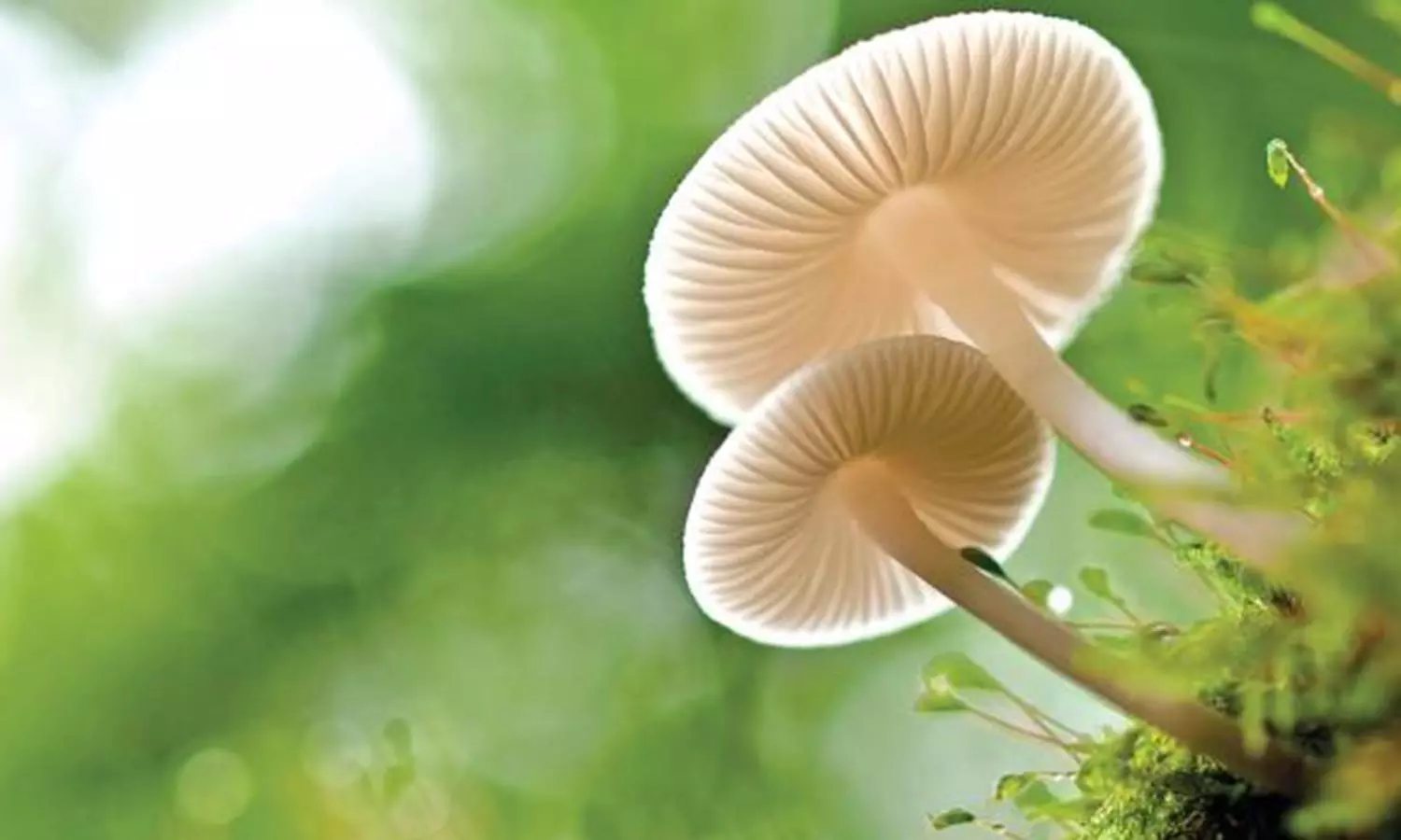 அற்பனுக்கு வாழ்வு வந்தால் அர்த்த ராத்திரியில் குடை பிடிப்பான் அற்பனுக்கு வாழ்வு வந்தால் அர்த்த ராத்திரியில் குடை பிடிப்பான்