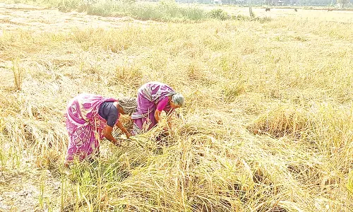 விதைக்கவில்லை-நடவு செய்யவில்லை... ஏக்கருக்கு 8 மூட்டை நெல் விளைச்சல்... இன்ப அதிர்ச்சியில் விவசாயி