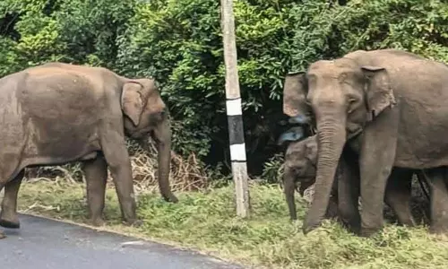 உணவைத் தேடி வாகனங்களை வழி மறிக்கும் காட்டு யானை கூட்டங்களால் பரபரப்பு
