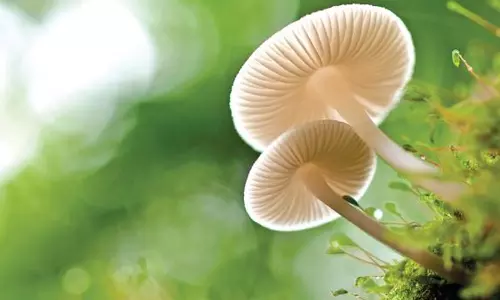 அற்பனுக்கு வாழ்வு வந்தால் அர்த்த ராத்திரியில் குடை பிடிப்பான்