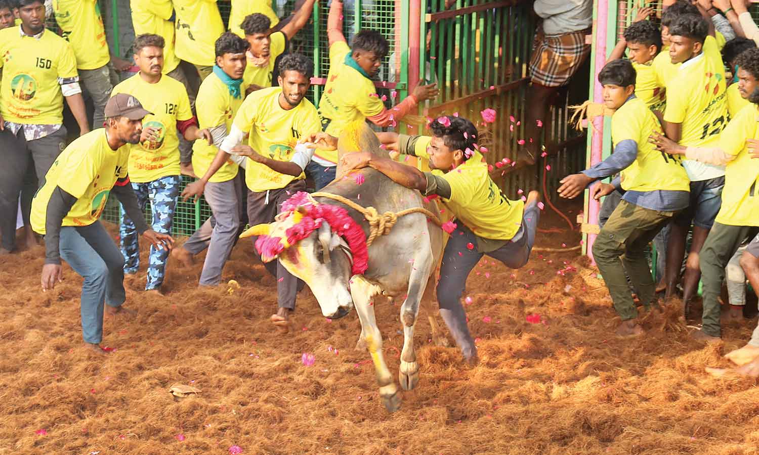 தஞ்சை மாதாக்கோட்டையில் ஜல்லிக்கட்டு: சீறிப்பாய்ந்த காளைகளை அடக்கிய வீரர்கள்