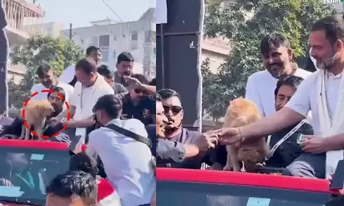 நாய் சாப்பிட மறுத்த பிஸ்கட்டை தொண்டருக்கு கொடுத்த ராகுல் - பா.ஜ.க. விமர்சனம்