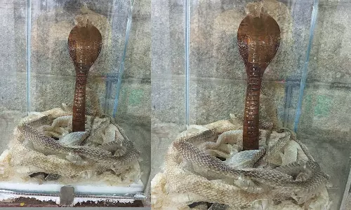 மண் பிரசாதம்