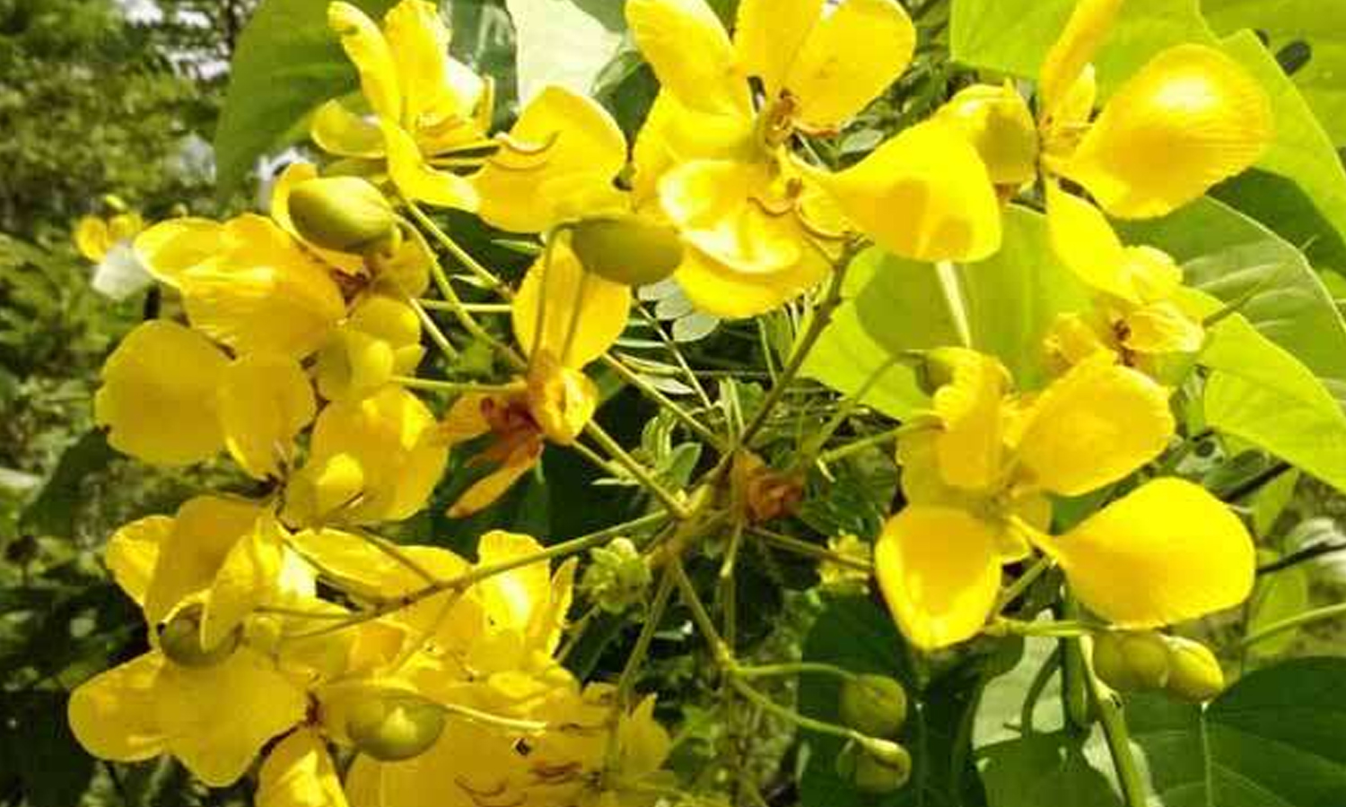 அற்புதம் நிறைந்த ஆவாரம்பூ