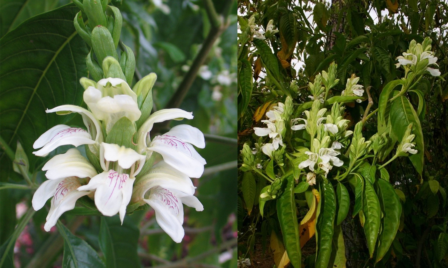 ஆடாதோடைக்குள் அடங்கி இருக்கும் ஆரோக்கிய ரகசியங்கள்