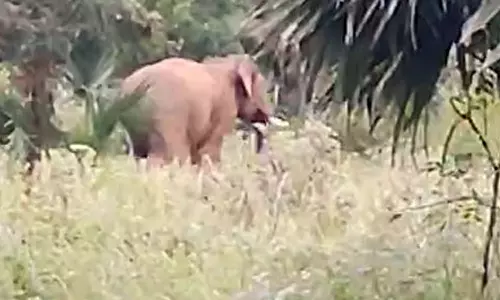 விளை நிலங்களுக்குள் புகுந்த ஒற்றை யானை விரட்டியடிப்பு